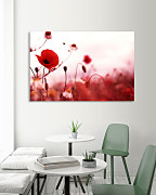 Obraz Krása divých makov zs1109